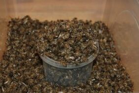 Bee dug to increase power